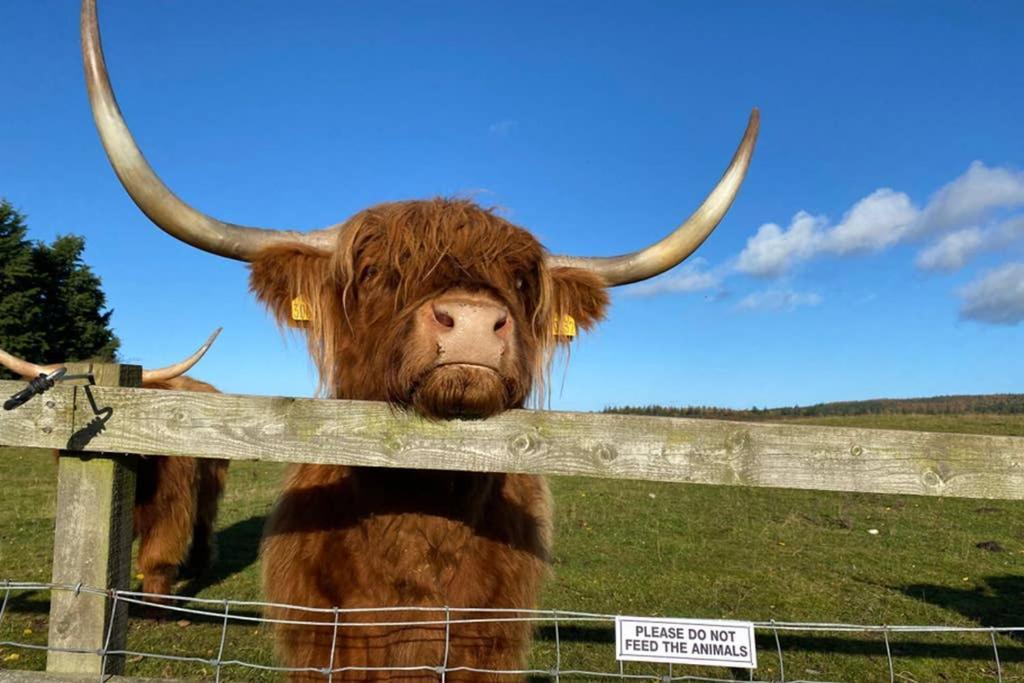 Villa Glampods Glamping Pod - Meet Highland Cows And Sheep Elgin Extérieur photo