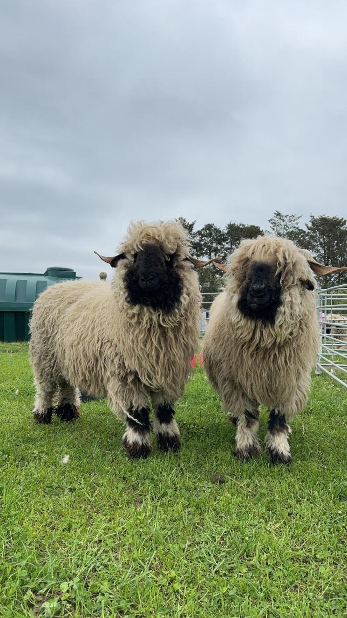 Villa Glampods Glamping Pod - Meet Highland Cows And Sheep Elgin Extérieur photo